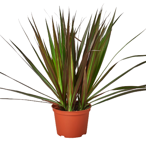 Dracaena 'Marginata Magenta'