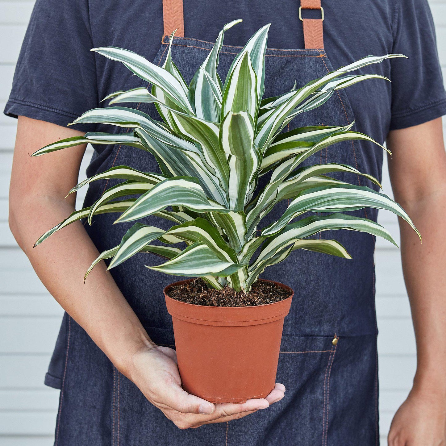 Dracaena 'Warneckii White Jewel'