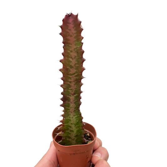 Succulent Euphorbia 'Trigona Rubra'