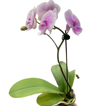 Orchid 'Light Pink Phalaenopsis'