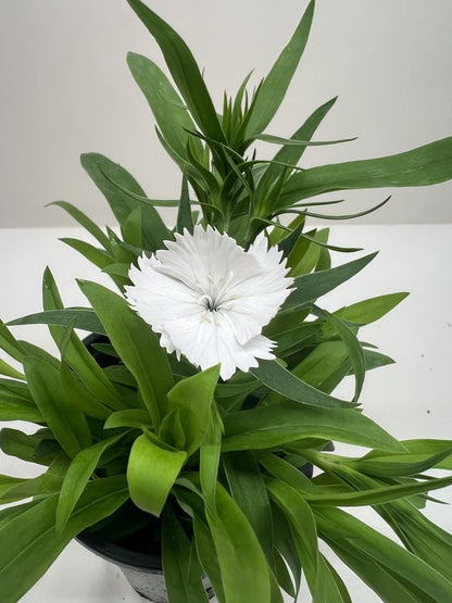 Dianthus