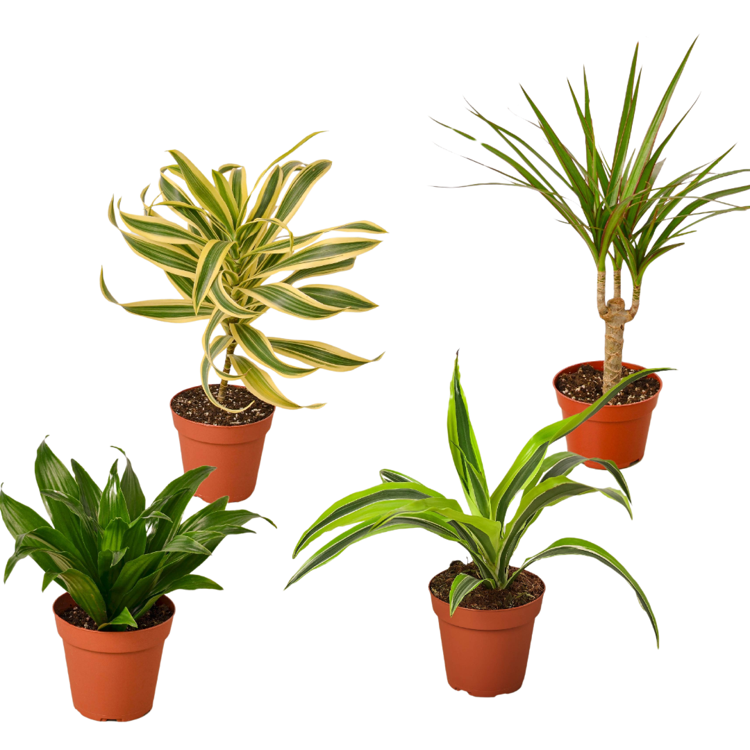 4 Different Dracaenas Variety Pack - Live House Plant - 4" Pot