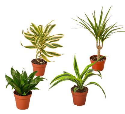 4 Different Dracaenas Variety Pack - Live House Plant - 4" Pot