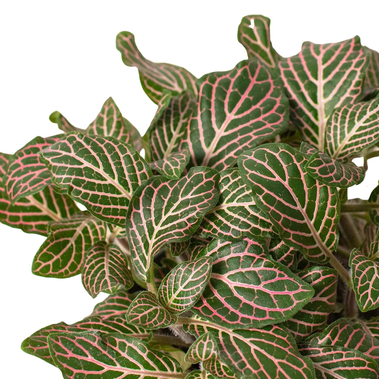 Fittonia 'Pink'