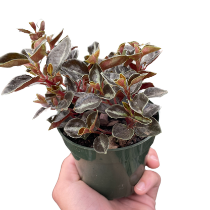 Peperomia 'Metallica'