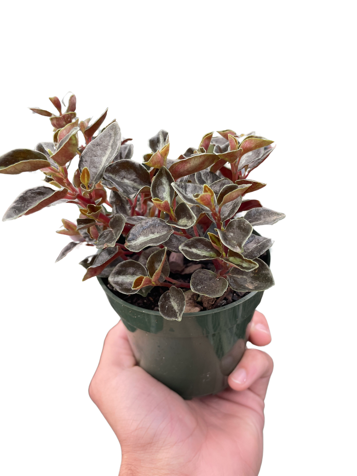 Peperomia 'Metallica'