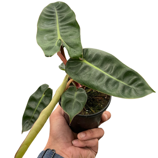 Philodendron 'Billietiae'