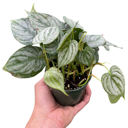 Philodendron 'Brandi'