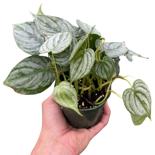 Philodendron 'Brandi'