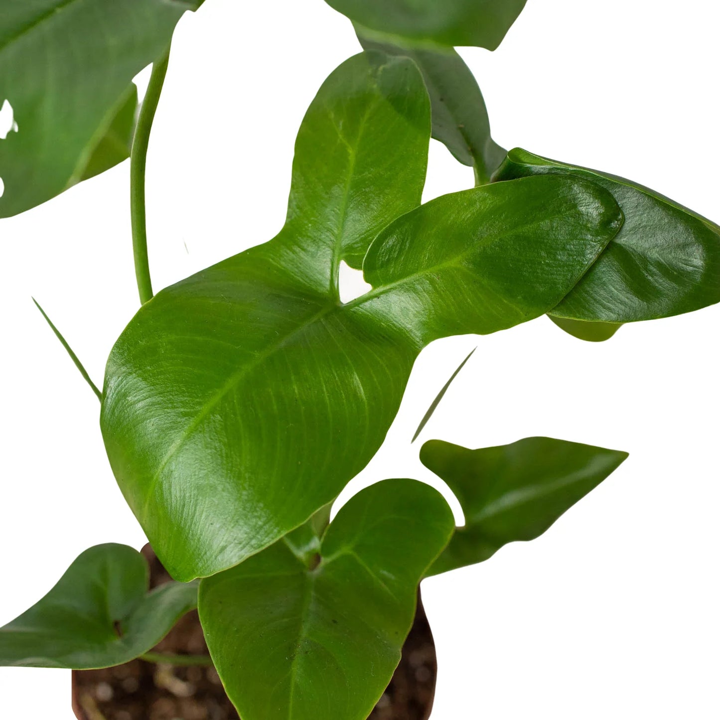 Philodendron 'Goeldii'