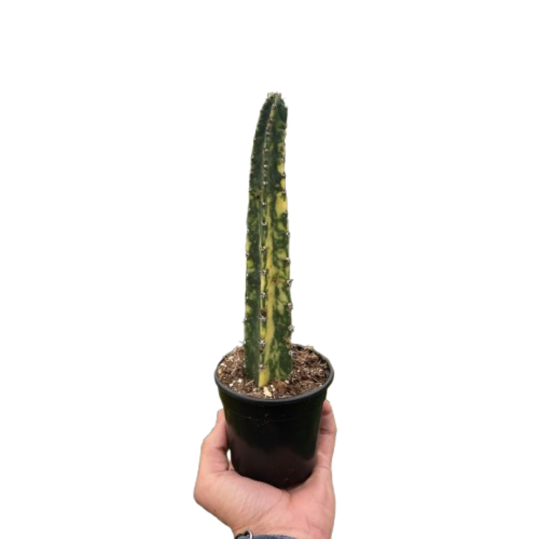 Variegated Blue Candle Cactus