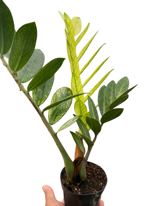 Zamioculcas 'Chameleon'