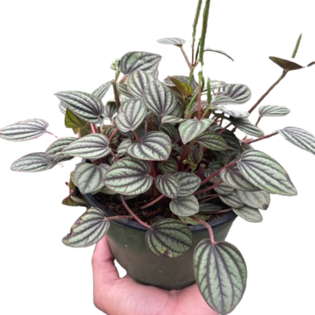 Peperomia 'Picollo Banda'