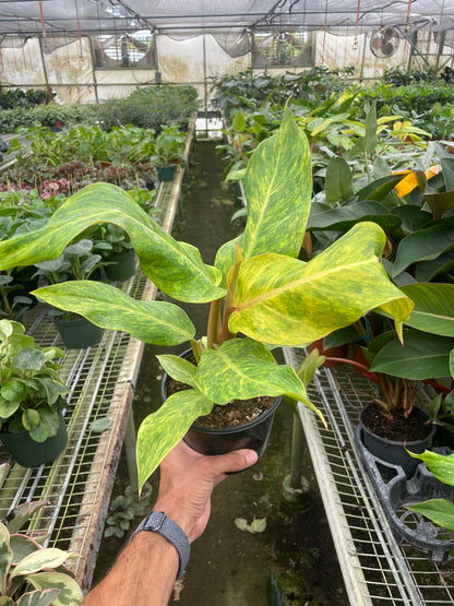 Philodendron 'Orange Marmalade'