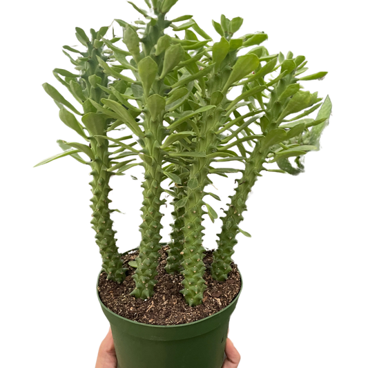 Euphorbia 'Sausage Spurge'