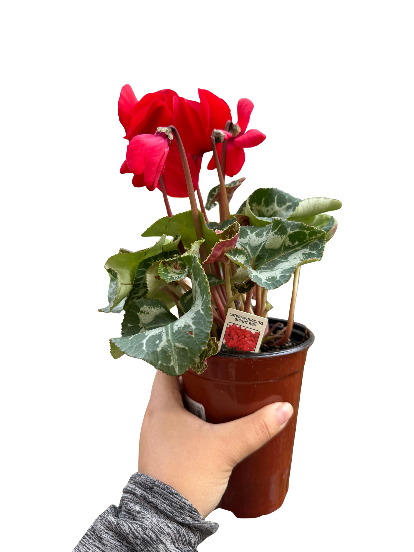 Cyclamen 'Red'