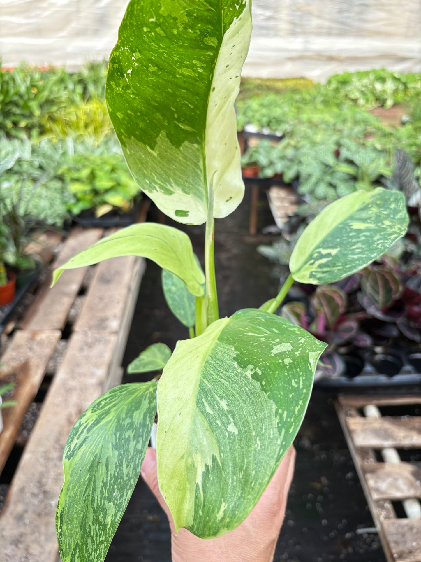 Philodendron Jose Bueno