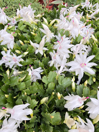 Zygocactus 'Christmas Cactus'